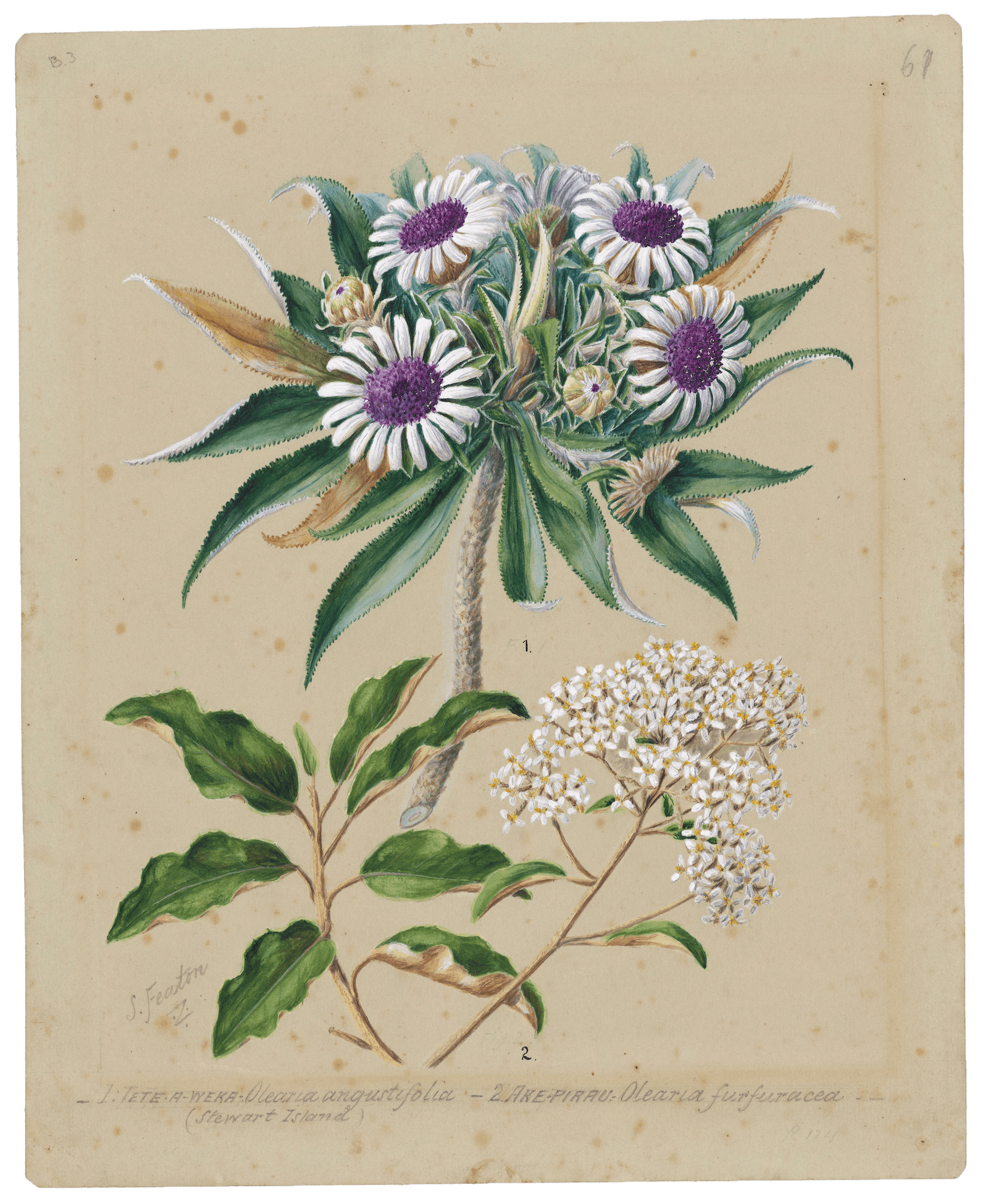 Olearia